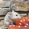 Field Mouse Toadstool Bird Bath - Image 3