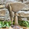 Toadstool Squirrel Bird Bath - Image 2
