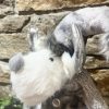 Large Fluffy Reindeer - Image 3