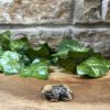 Crazy Lace Agate Crystal Frog 3cm - Image 2